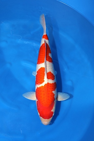 2Y HQ Kohaku (Azukari 2027)