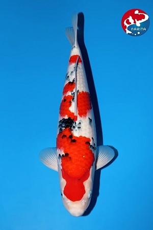 2Y tategoi sanke Incl azukari