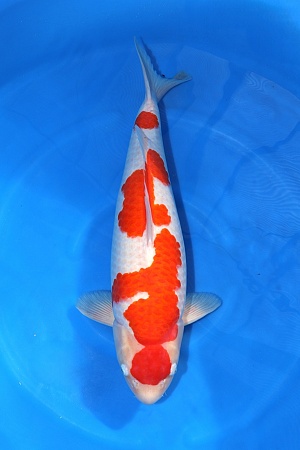 3Y HQ Kohaku (Azukari 2027)