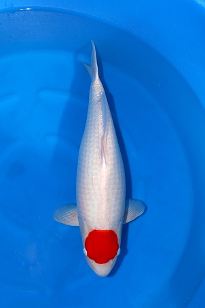 3Y HQ Tancho Kohaku - Super good!!