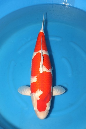 2Y Female Asagi, Kanoko Asagi