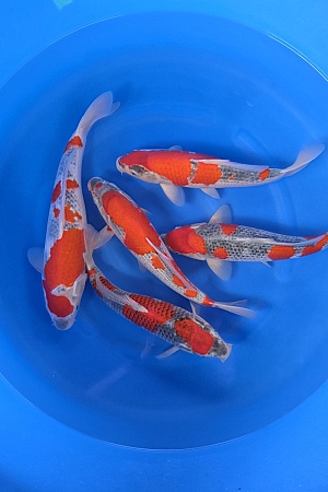 GOSHKI