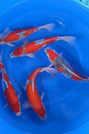 GOSHKI