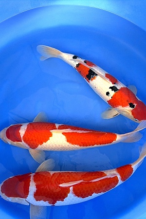 HQ 2Y Kohaku 2x / Sanke 1x 