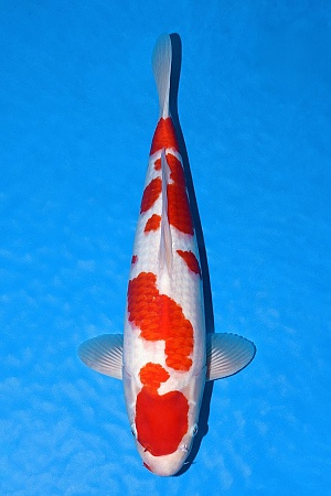 JUMBO TOSAI KOHAKU + AZUKARI
