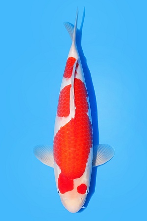 JUMBO TOSAI KOHAKU + AZUKARI