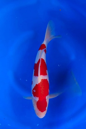 KOHAKU