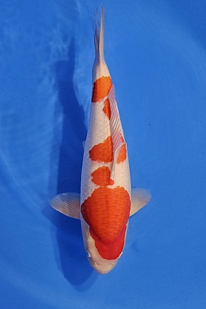 KOHAKU