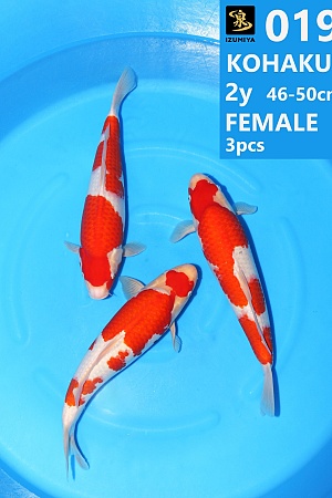 KOHAKU