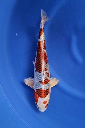 KUJAKU SHOW