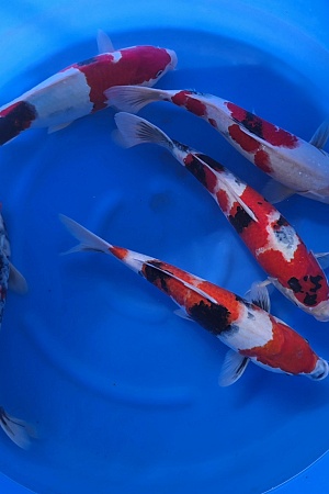 SHOWA