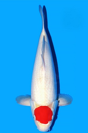 TANCHO KOHAKU