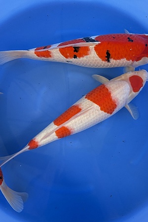 WYSIWYG 2Y Female kohaku + sanke (blanc certificates) x 3pcs