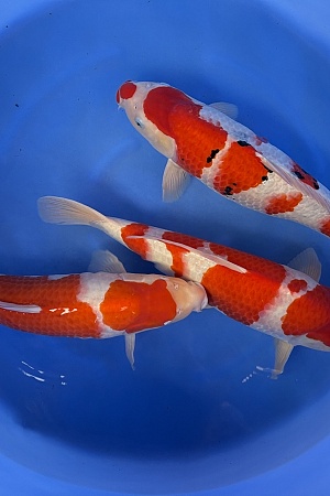 WYSIWYG 2Y Female kohaku + sanke (blanc certificates) x 3pcs