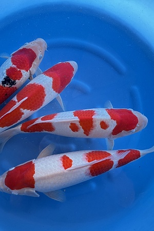 WYSIWYG 2Y Female Kohaku 3pcs + ginrin sanke 1pcs