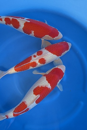 WYSIWYG 2Y HQ Male kohaku x 3pcs