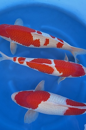 WYSIWYG 2Y HQ Male kohaku x 3pcs