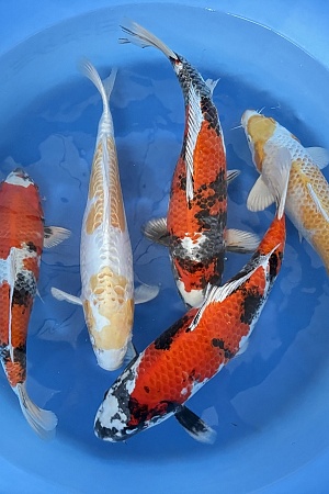 WYSIWYG 2Y kin showa, hariwake and doitsu hariwake x 5pcs
