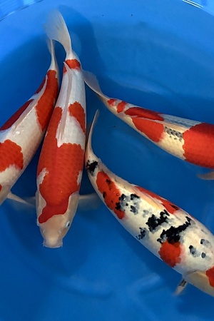 WYSIWYG 2Y Male Selected Mix x 4pcs