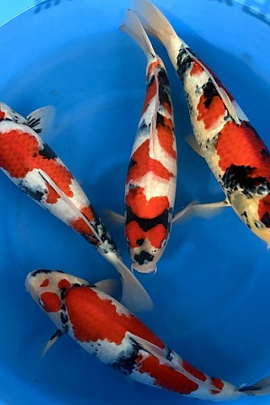 WYSIWYG 2Y Male Showa x 4pcs