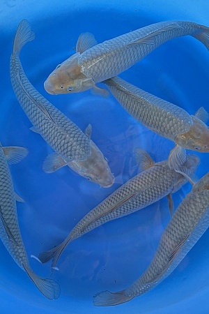 WYSIWYG 2Y Soragoi x 6pcs