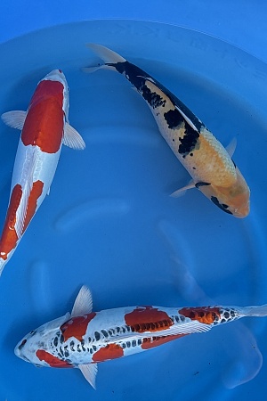 WYSIWYG 3Y Mix x 3pcs