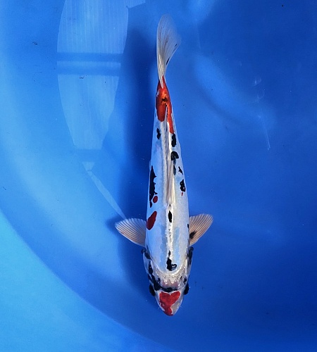 BENI KIKOKURYU