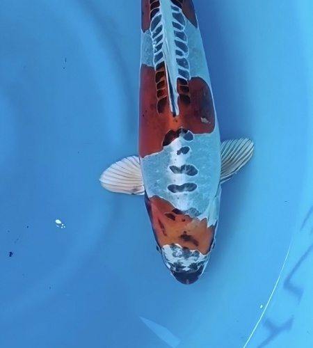 BENI KIKOKURYU