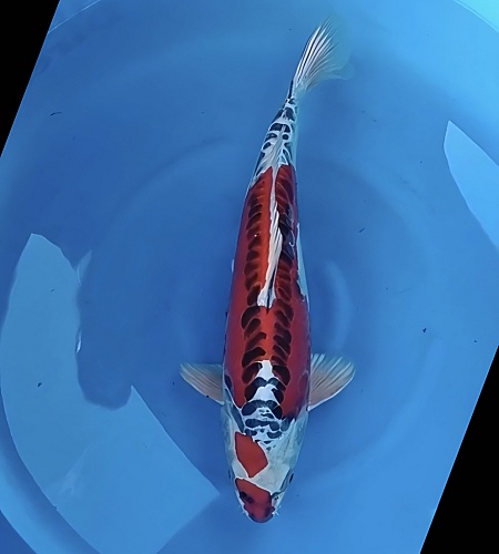BENI KIKOKURYU