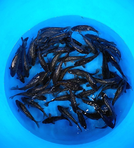 BLACK DIAMANTE