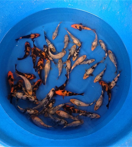 DAINICHI SHIRO & HI UTSURI A GRADE