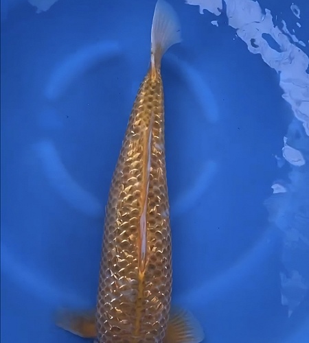 GOLDEN CORN