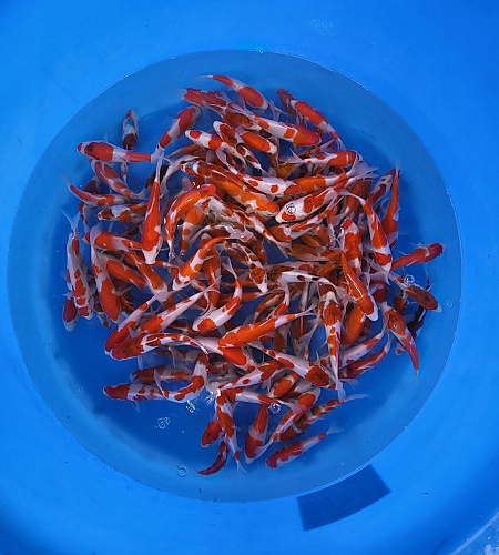 GOROMO