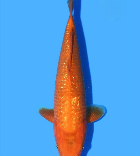 JUMBO TOSAI RED CORN