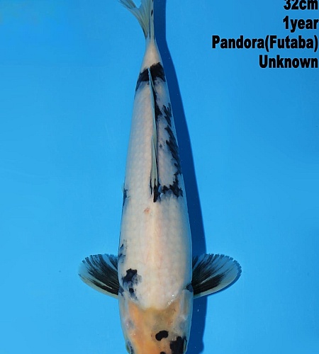 JUMBO TOSAI SHIRO UTSURI