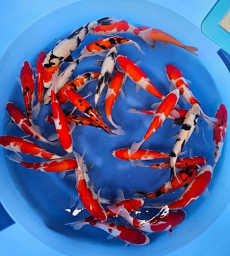 KOHAKU 70% SANKE SHOWA SHIRO