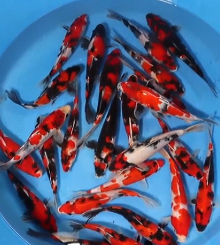 KOHAKU AND SHOWA SMALL NISAI MIX