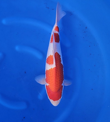 KOHAKU