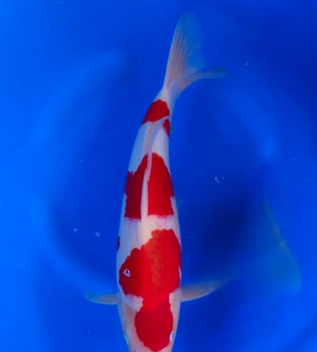 KOHAKU