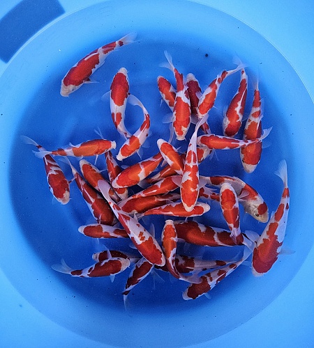 KOHAKU