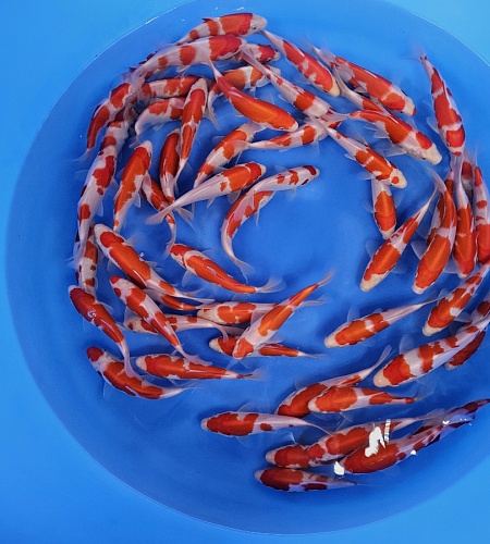 KOHAKU