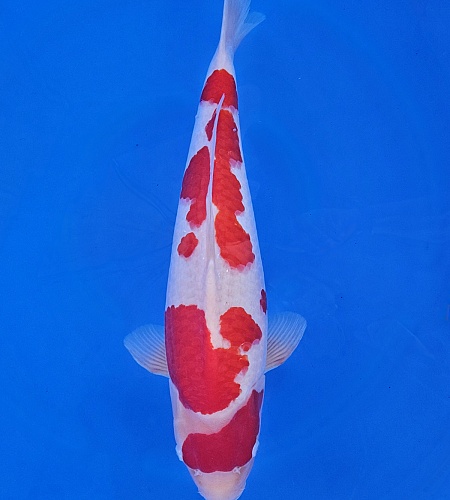 KOHAKU