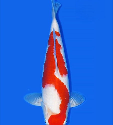 KOHAKU