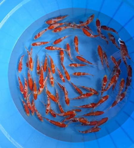 KOHAKU TOSAI MIX