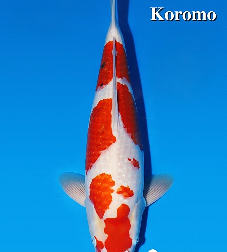 KOROMO