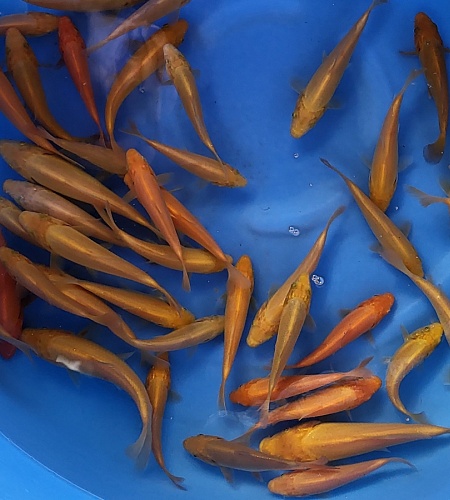 MANGO KARASIGOI
