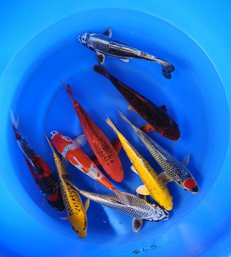NISAI METALLIC MIX