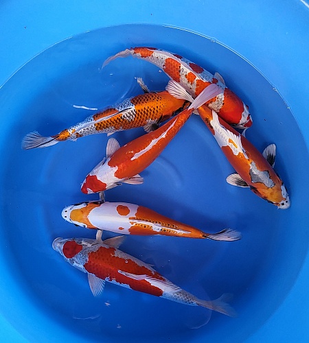 NISAI MIX