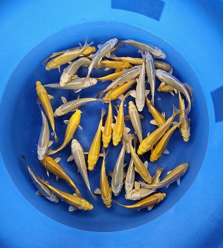 MUKASHI OGONS