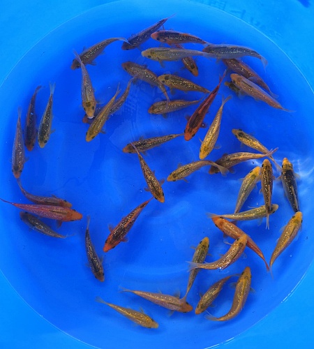TOSAI CORN MIX